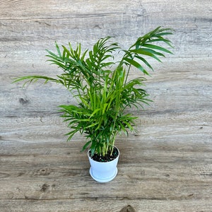 Neanthe Bella Palm Plant in a 4" Pot - Parlor Palm - Chamaedorea Elegans - Live Indoor Tropical Houseplant - Optional White Decorative Pot