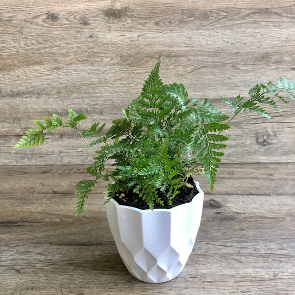 Rabbit's Foot Fern in a 4" Pot - Exceptional Quality Houseplant - Shipped with Absolute Care