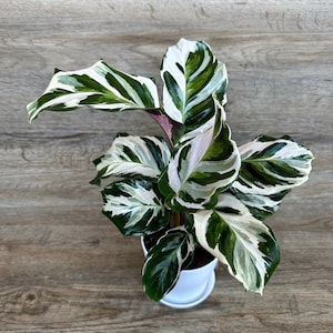 Calathea Fusion White Plant in a 4" Pot - Stunning Variegated Houseplant - Optional White Decorative Pot