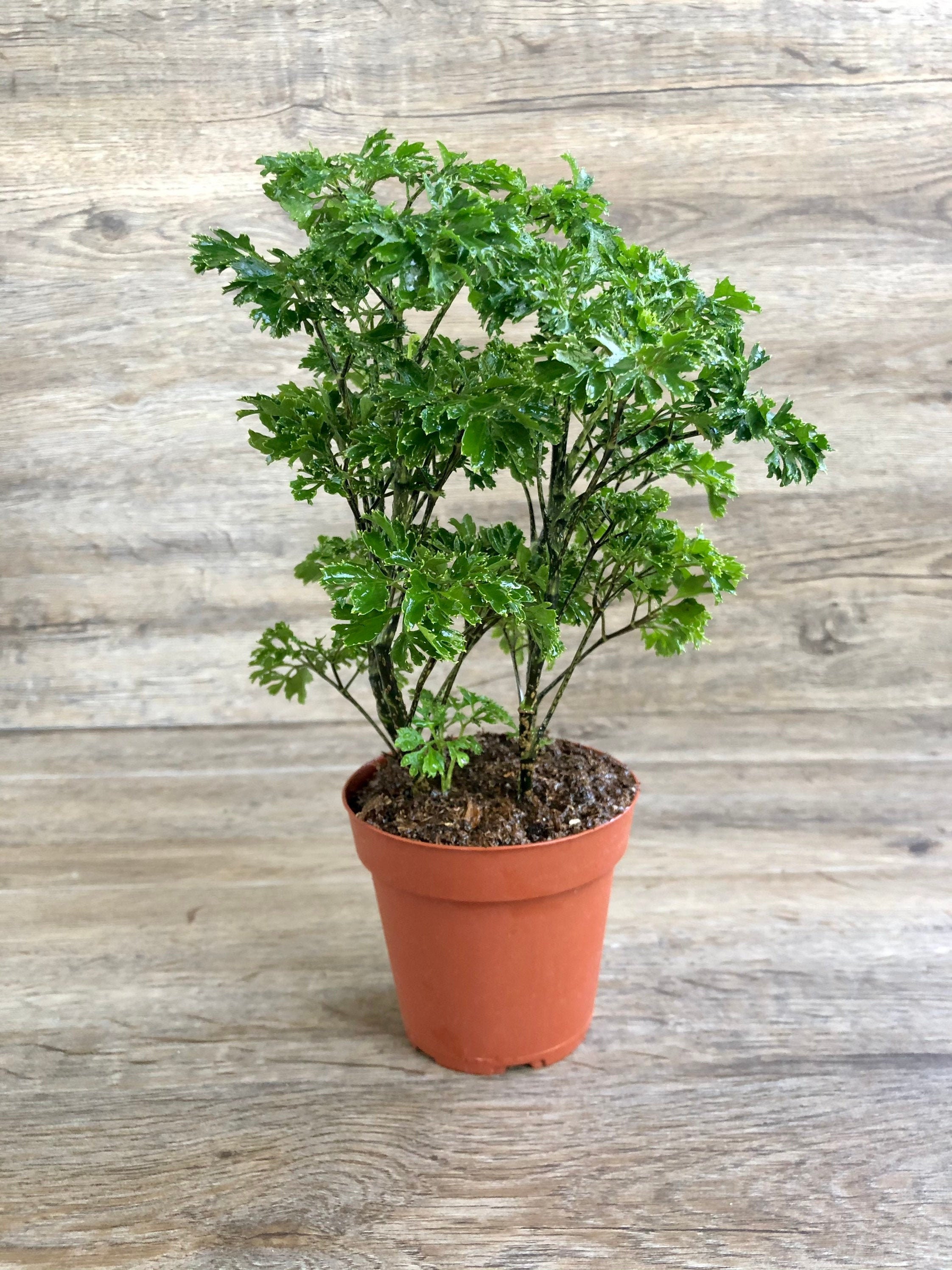 LIVE Parsley Aralia Plant in a 4 Pot Polyscias Etsy