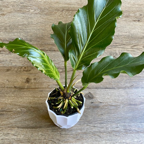Anthurium Plowmanii Fruffles in a 4" Pot - Exceptional Quality House Plant - Shipped with Absolute Care