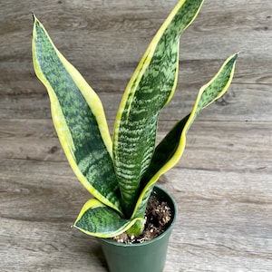 Sansevieria Trifasciata Black Gold Snake Plant in a 4" Pot - Exceptional Houseplant - Shined & Shipped with Absolute Care