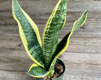 Sansevieria Trifasciata Black Gold Snake Plant in a 4" Pot - Exceptional Houseplant - Shined & Shipped with Absolute Care