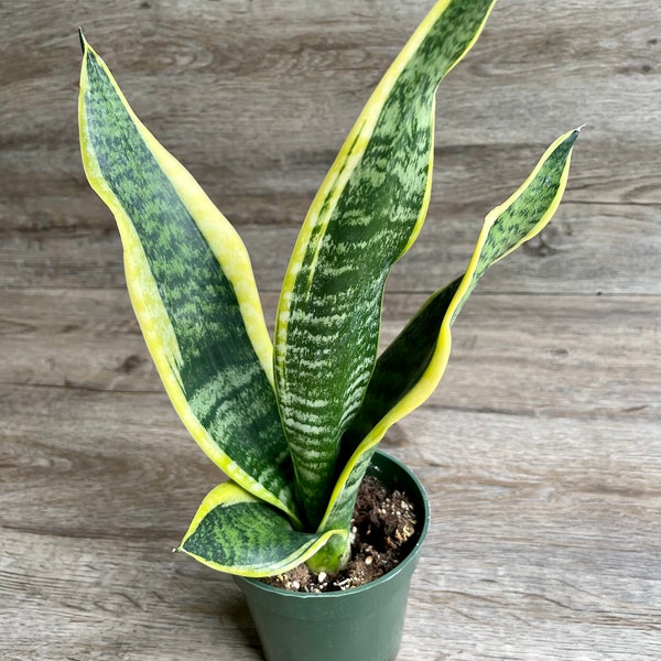 Sansevieria Trifasciata Black Gold Snake Plant in a 4" Pot - Exceptional Houseplant - Shined & Shipped with Absolute Care