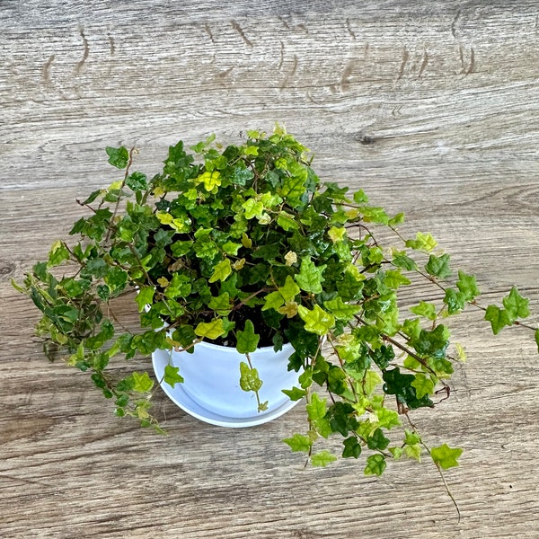 Ficus Pumila Quercifolia - String of Frogs Plant in a 4" Pot - Vining Houseplant - Live Indoor Plant - Optional White Decorative Pot