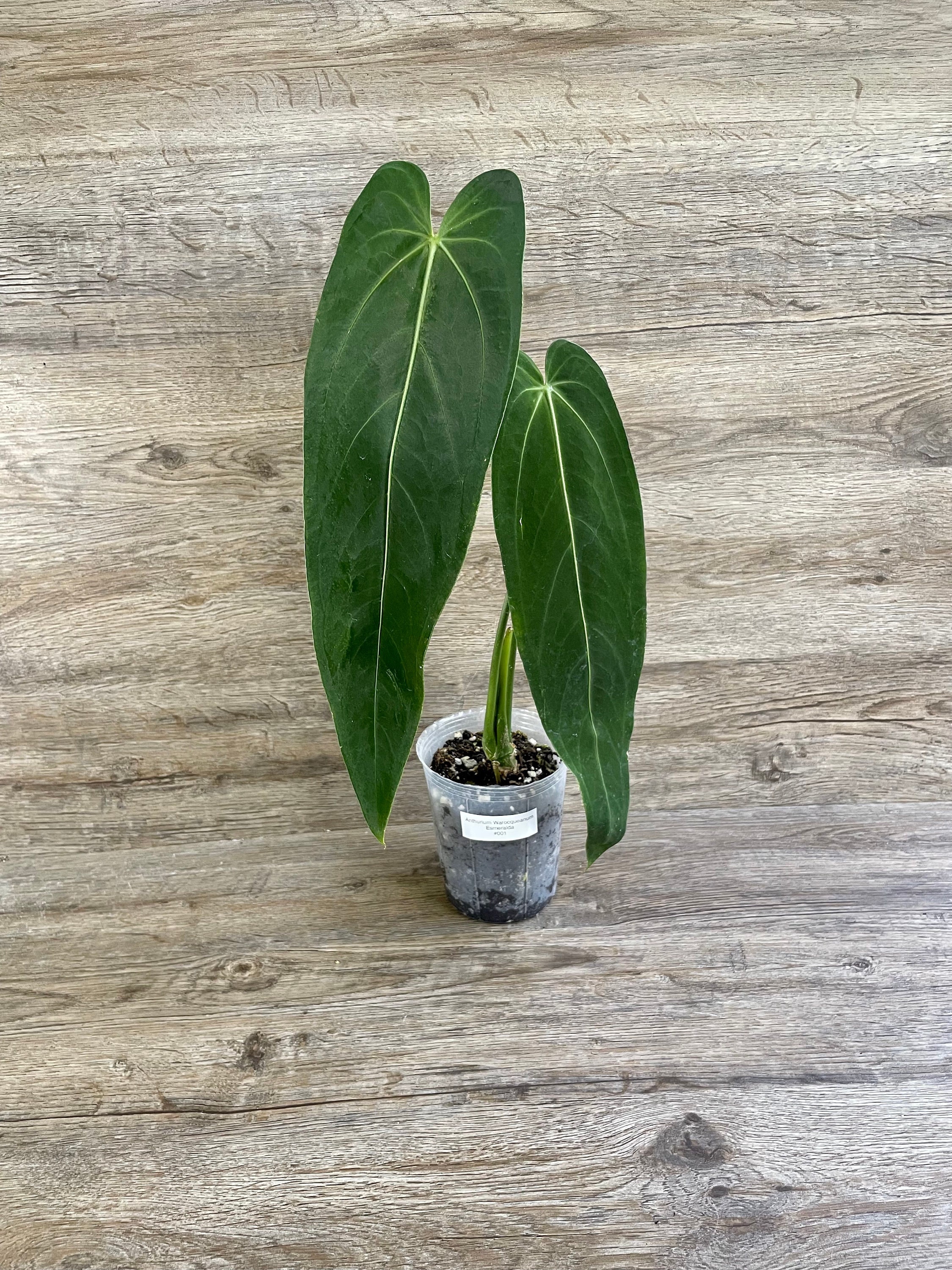 Anthurium Warocqueanum Esmeralda #001 RARE Plant in a 4