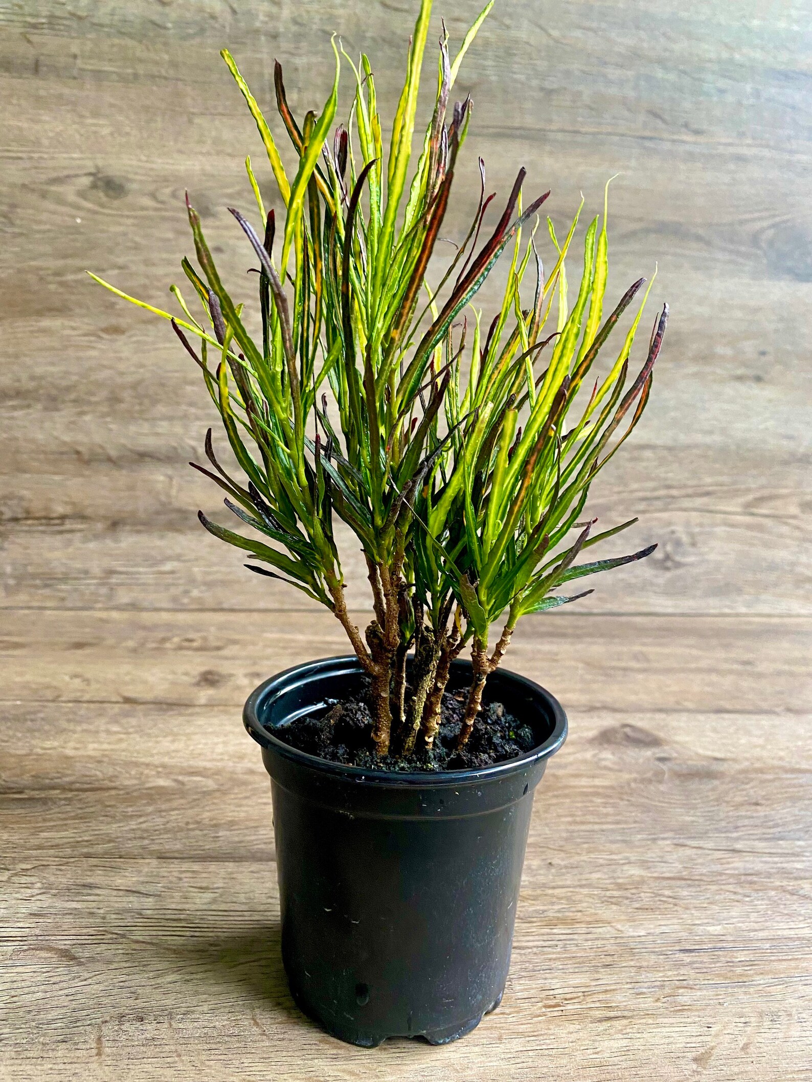Vibrant Picasso's Paintbrush Croton: A Botanical Masterpiece