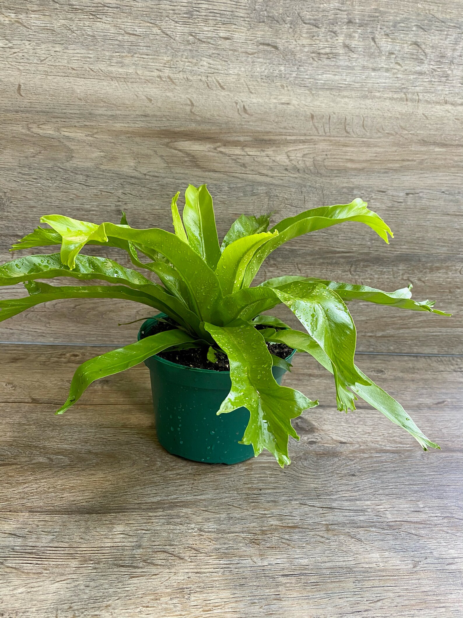 LIVE Leslie Crested Japanese Bird's Nest Fern in a 6 Etsy