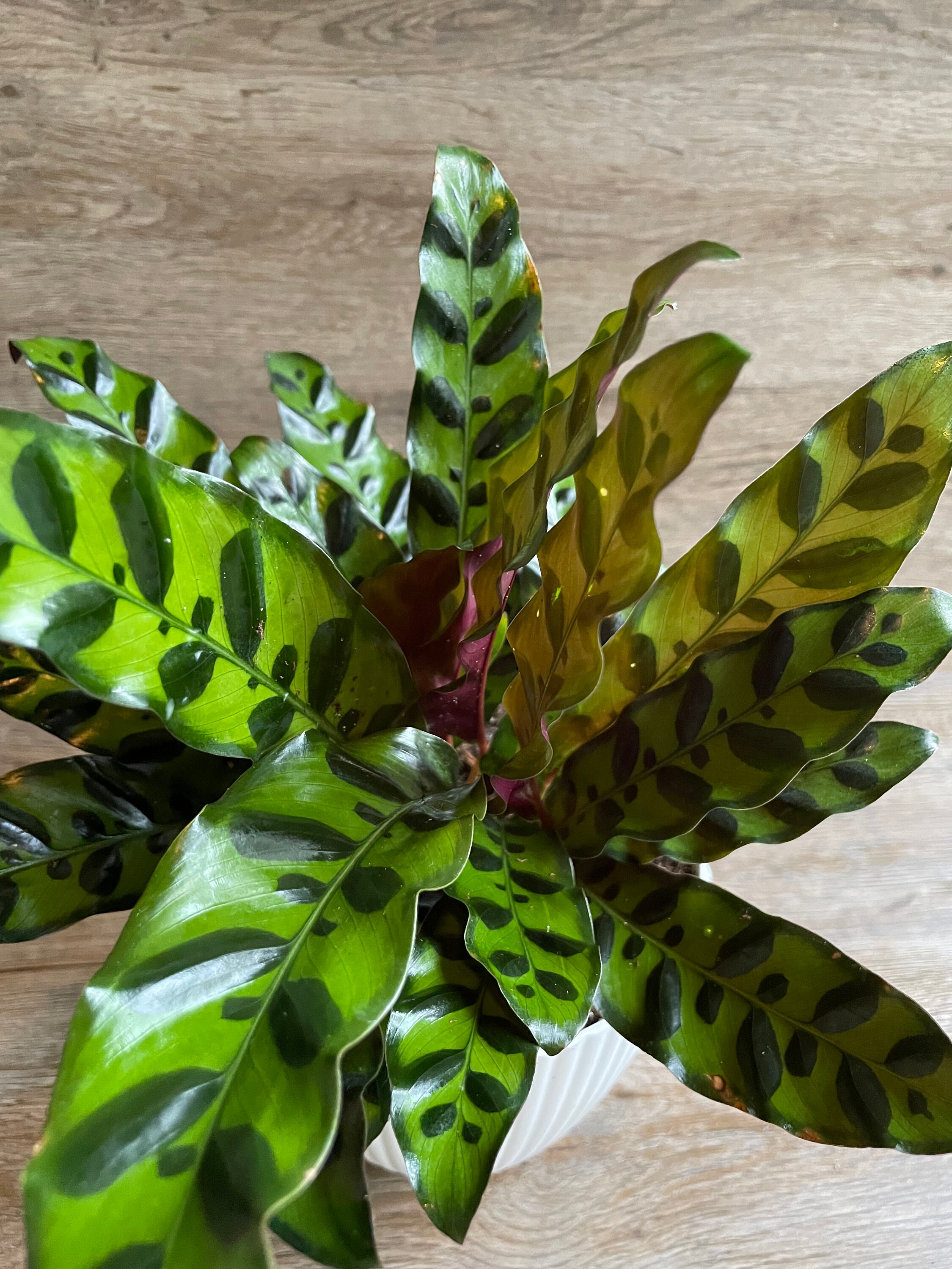 Calathea Lancifolia Rattlesnake Prayer Plant in a 6 Pot Etsy