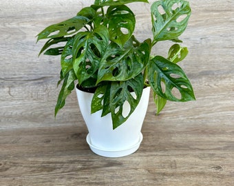 Monstera Adansonii Swiss Cheese Plant Round Form in a 6" Pot - Live Indoor Houseplant - Trailing Plant - Optional White Decorative Pot