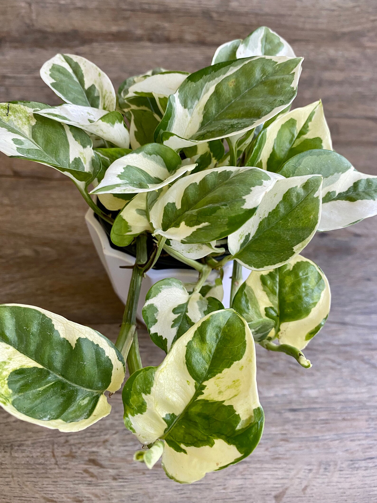 LIVE Pearls of Jade Pothos Superb Variegated Houseplant in Etsy