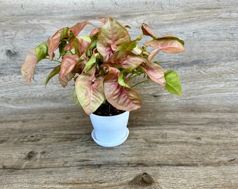 Syngonium Neon Robusta Plant in a 4 Inch Pot - Pink Nephthytis Arrowhead Houseplant - Live Indoor Plant - Optional White Decorative Pot