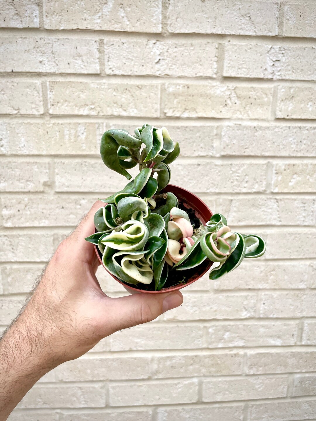 Hoya Hindu Variegated Rope Plant – PGDTPV