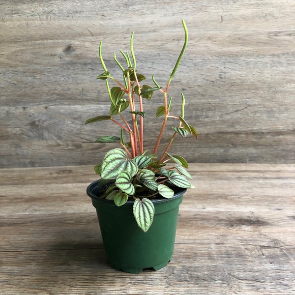 Peperomia Piccolo Banda Plant in a 4" Pot - Exceptional Quality House Plant - Live Houseplant