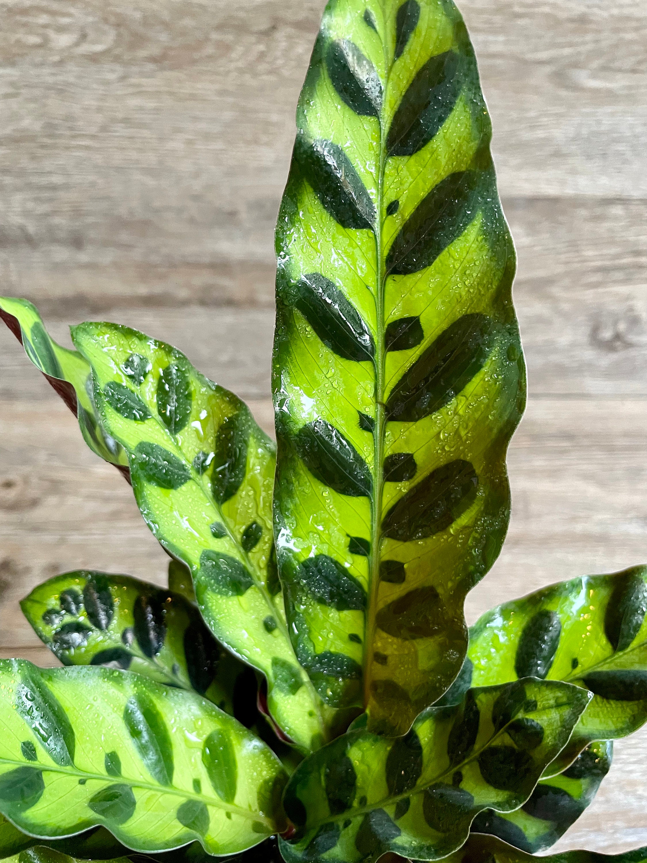 Calathea Lancifolia Rattlesnake Prayer Plant in a 4 Pot Etsy