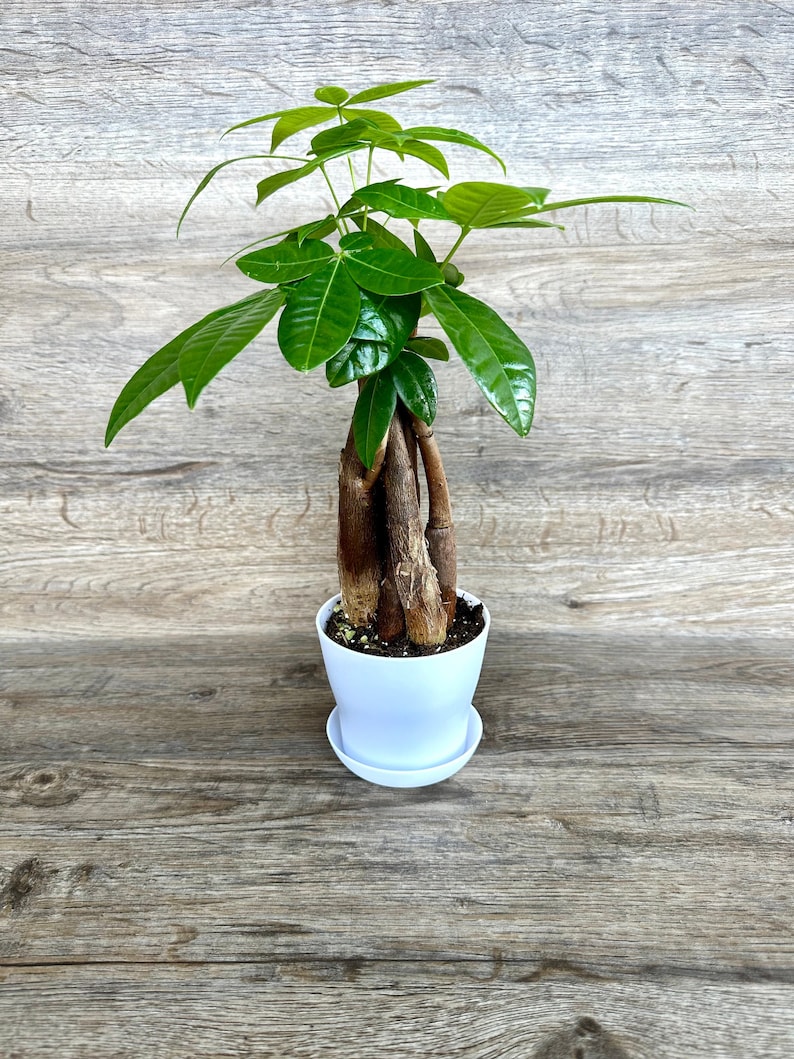 Money Tree Plant