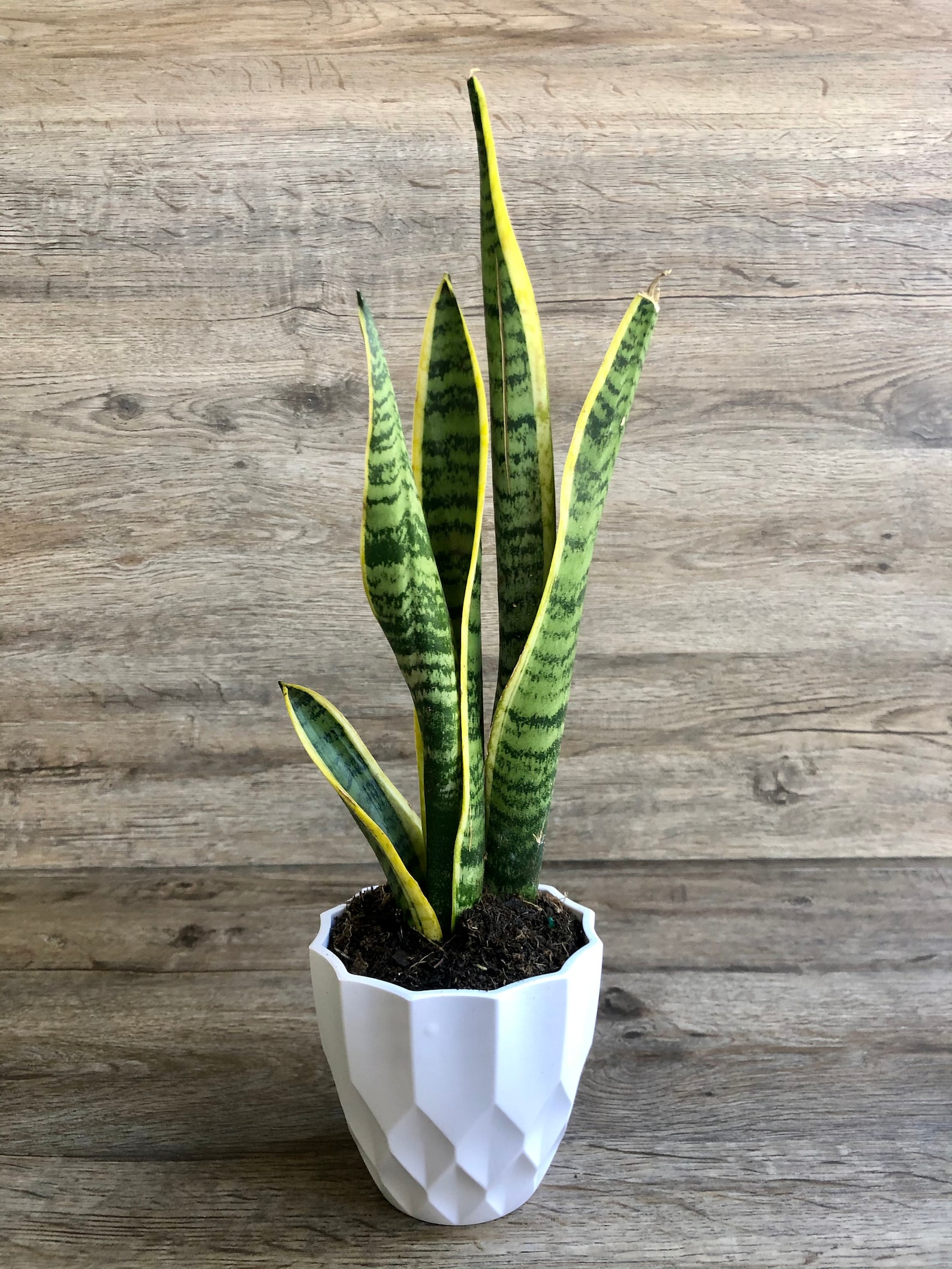 dracaena