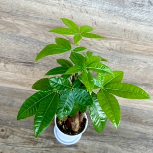 Money Tree Plant