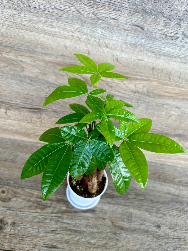 Money Tree Plant