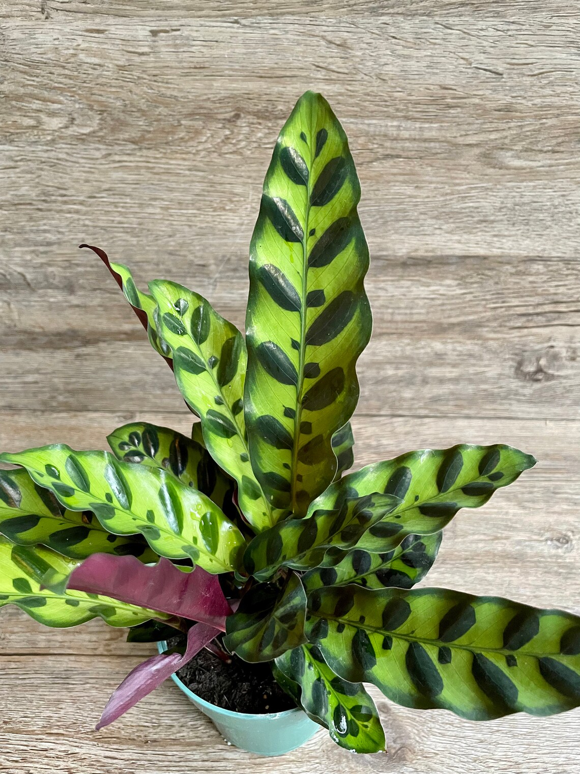 Calathea Lancifolia Rattlesnake Prayer Plant in a 4 Pot Etsy