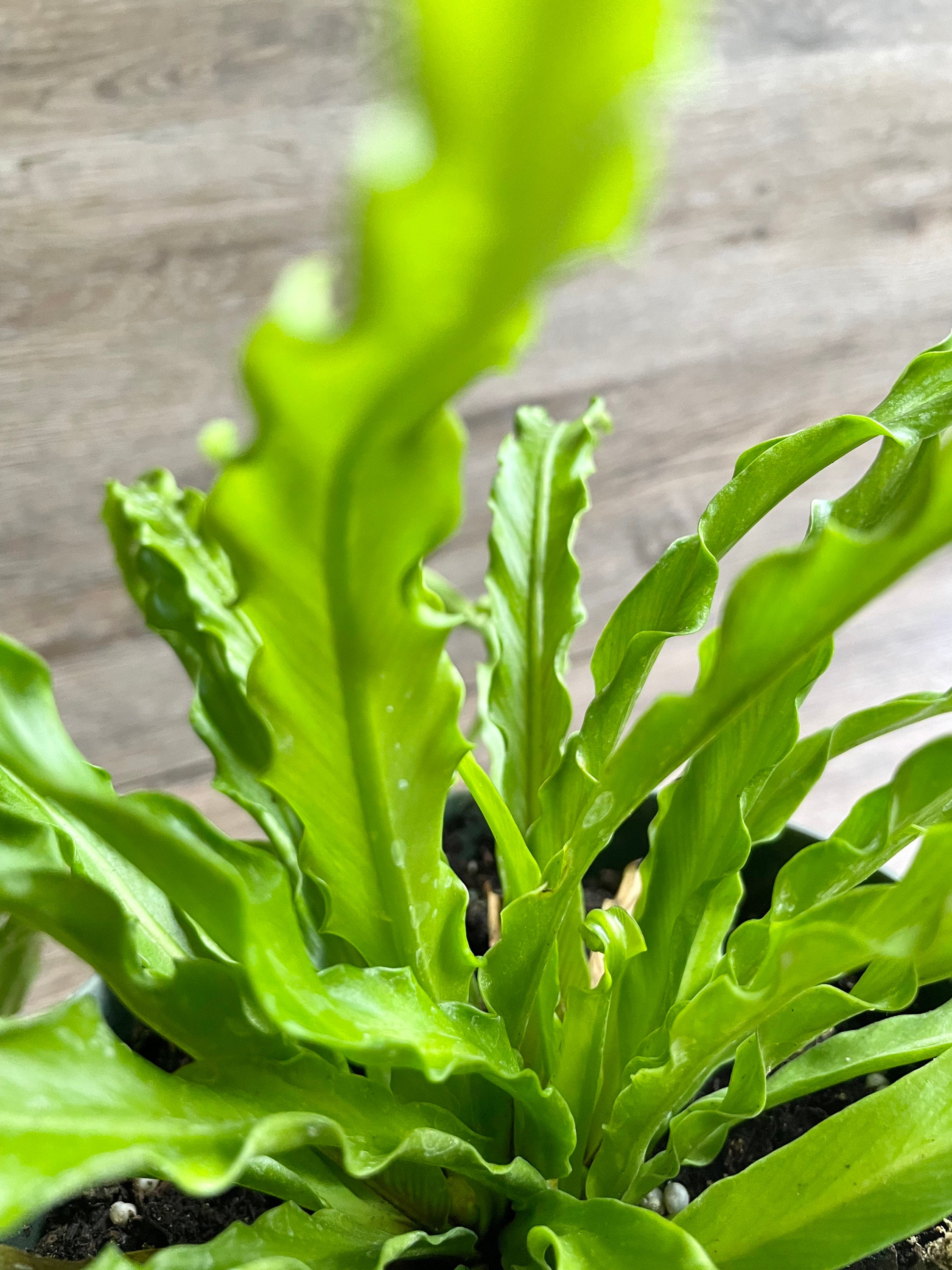 LIVE Victoria Bird's Nest Fern in a 6 Growers Pot Etsy