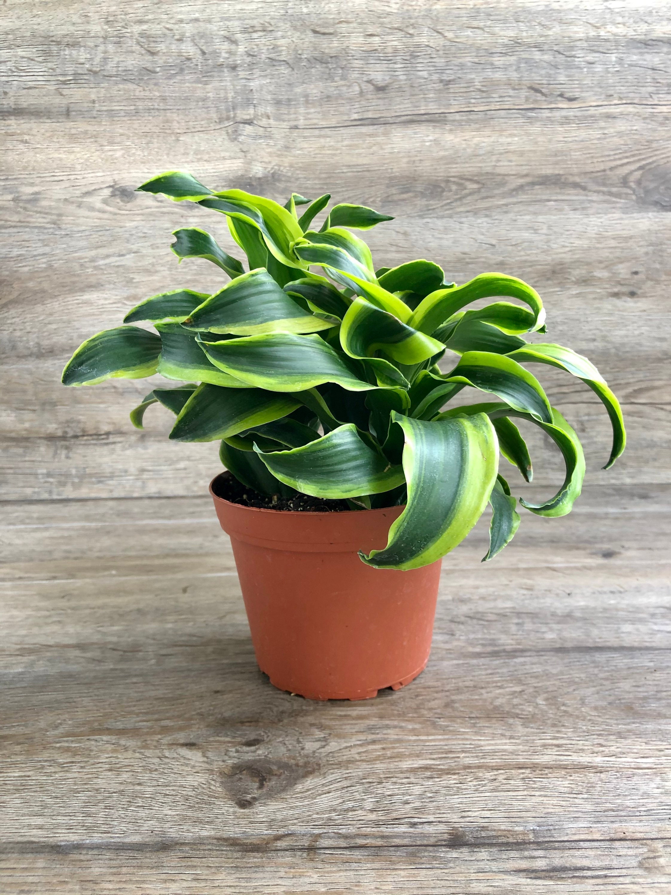 6 Pot Dracaena 'Tornado Dragon' Plant | Etsy