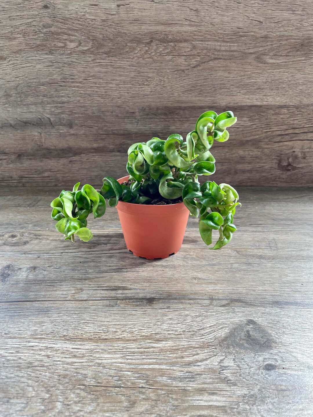 Hoya Carnosa Compacta Hindu Rope Hoya Plant in 4 Pot Exceptional