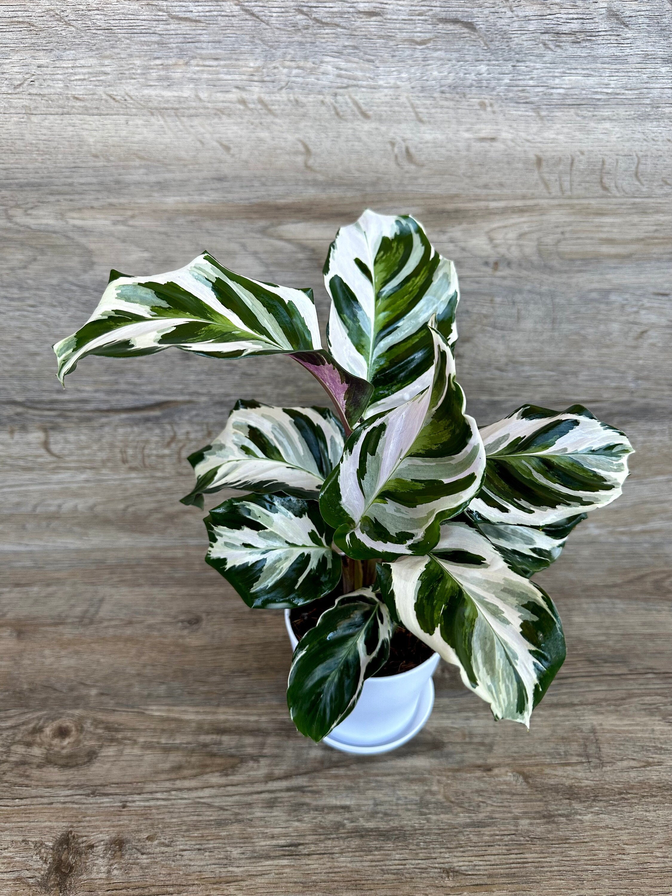 elefantenfuß büro XXL Elefantenfuß Nolina kaufen – Green Me Up main image 1