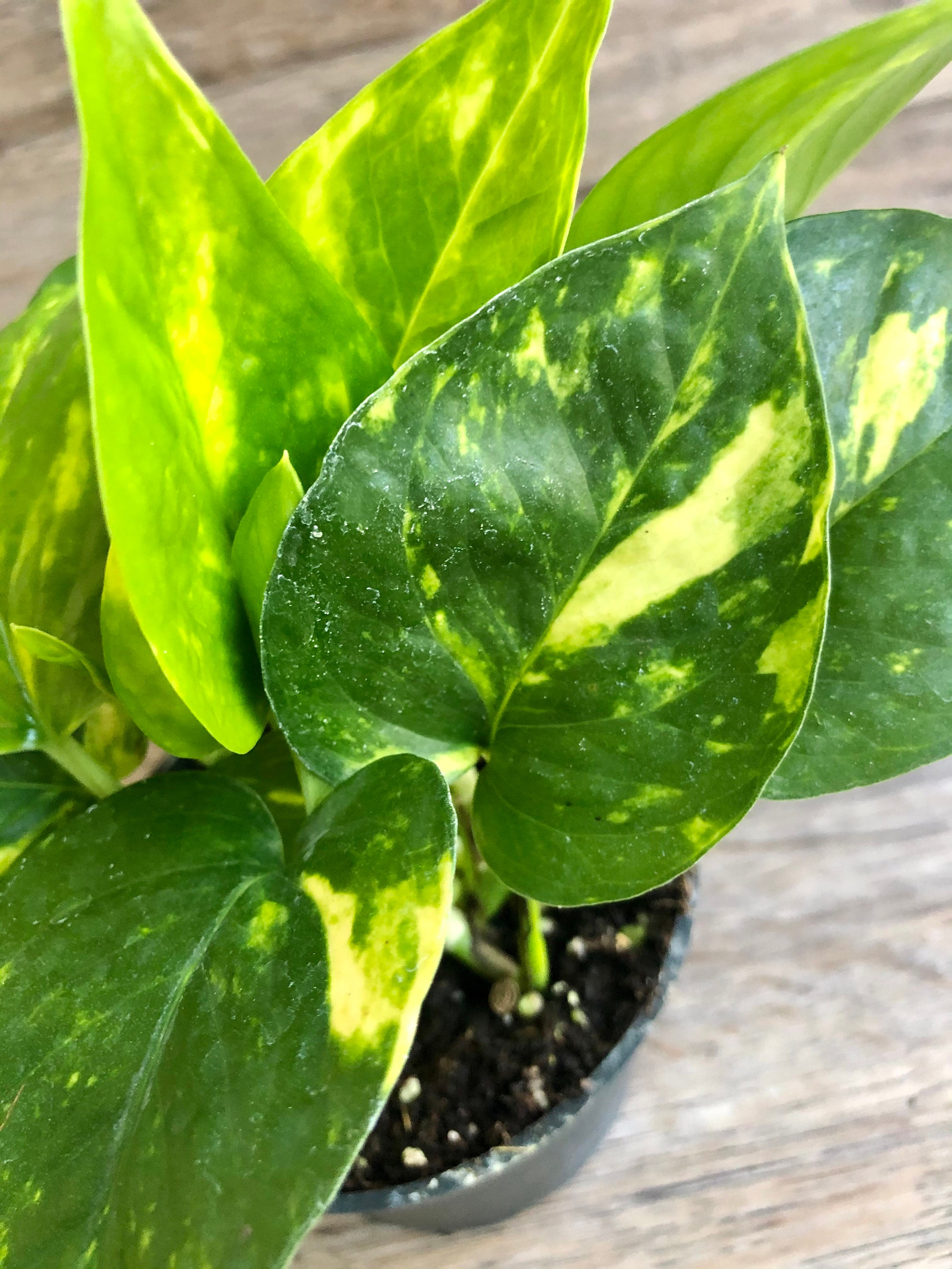 Golden Pothos Plant in a 4 Pot Exceptional Quality - Etsy