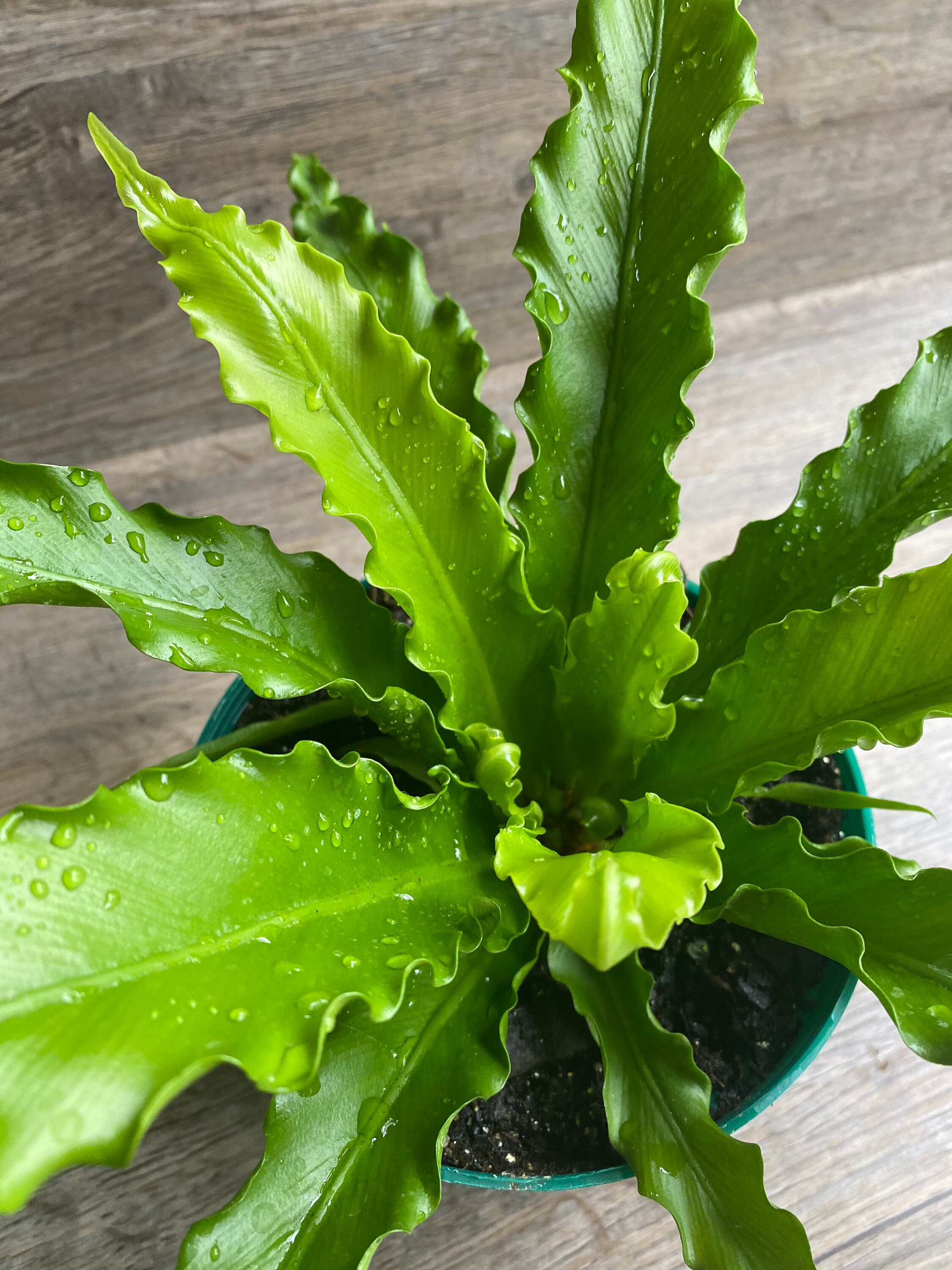 LIVE Victoria Bird's Nest Fern in a 6 Growers Pot Etsy