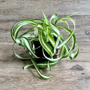 Bonnie Curly Spider Plant in a 4" Pot - Live Indoor Houseplant - Packaged & Shipped with Absolute Care