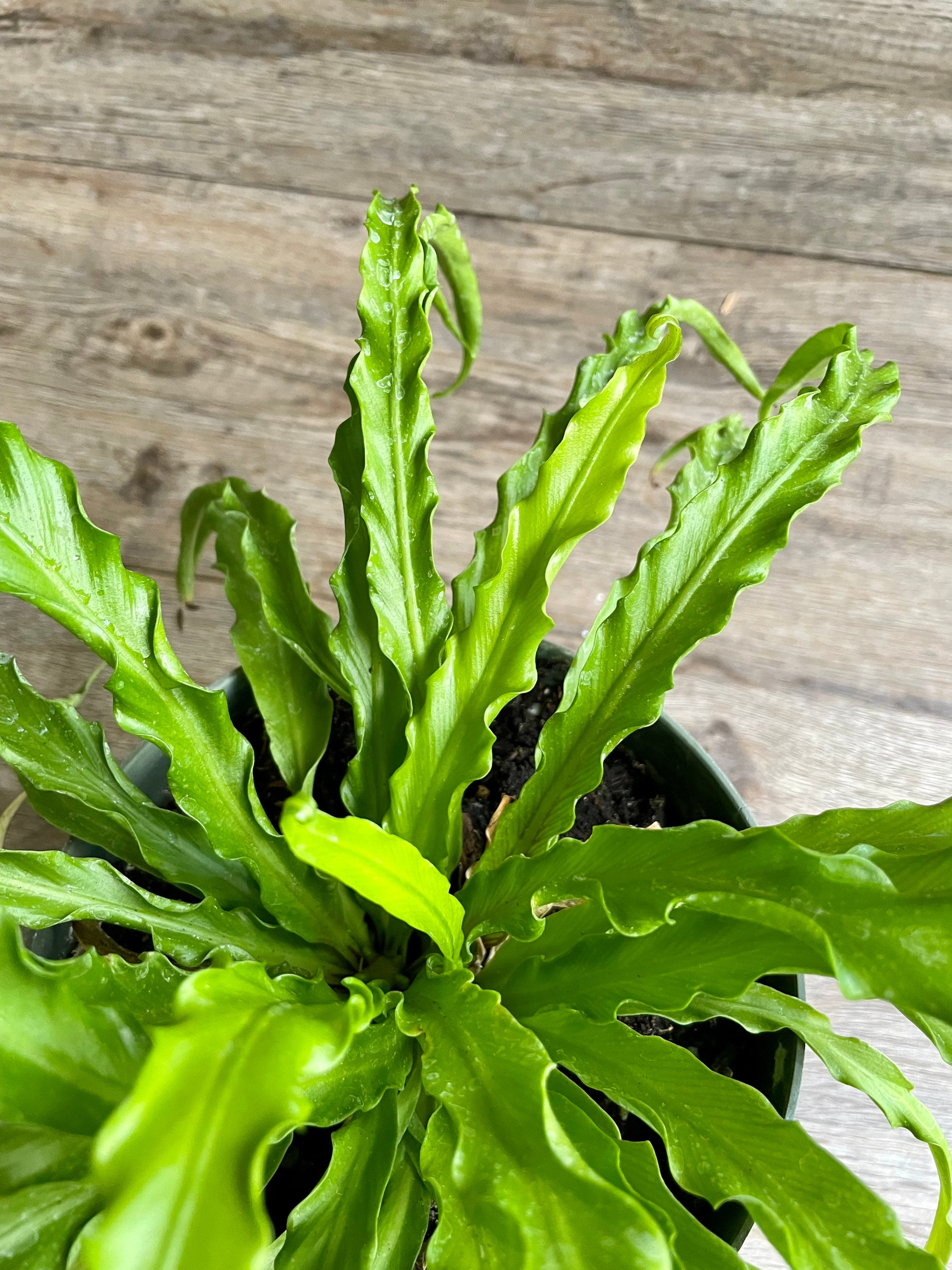 LIVE Victoria Bird's Nest Fern in a 6 Growers Pot Etsy