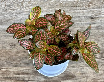 Red Fittonia Plant in a 4" Pot - Nerve Plant - Mosaic Plant - Live Indoor Houseplant - Optional White Decorative Pot