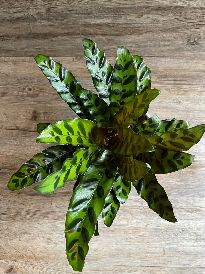 Calathea Lancifolia Rattlesnake Prayer Plant in a 6 Pot Etsy