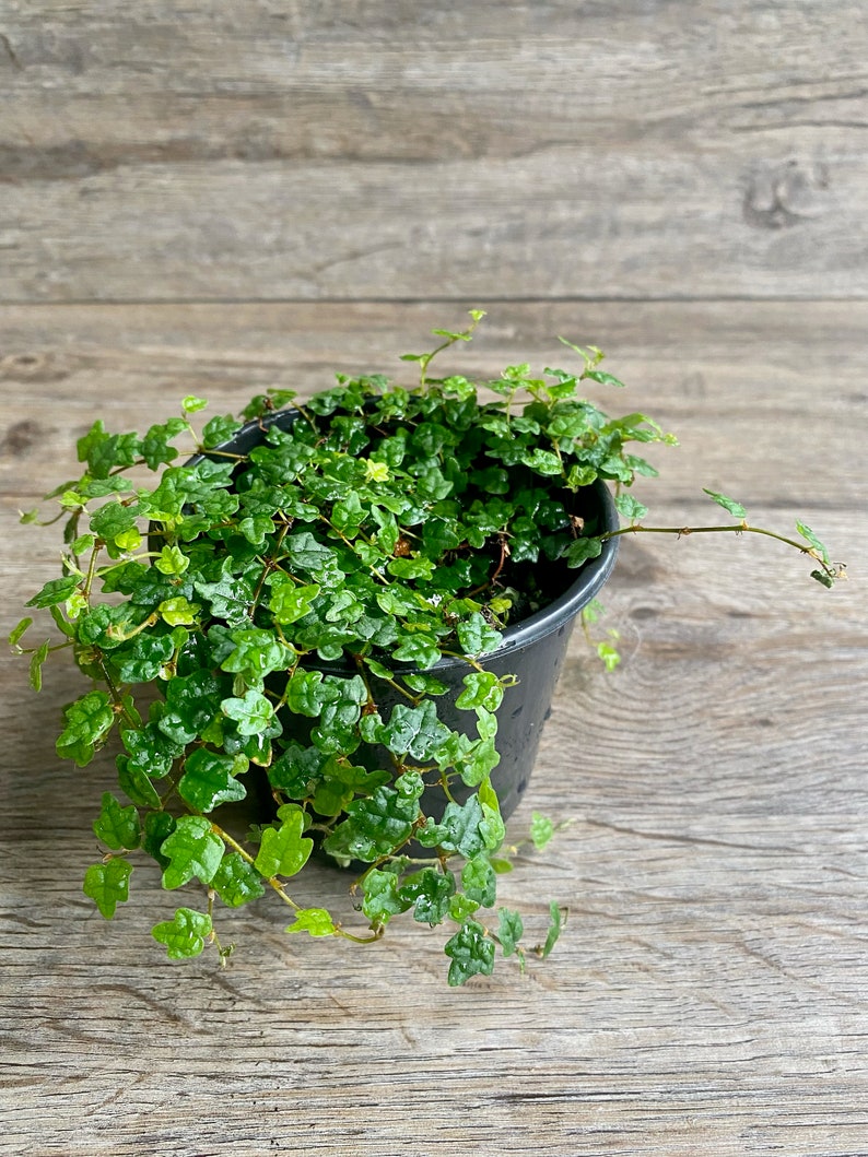 Ficus Pumila Quercifolia String of Frogs Plant in a 4 Etsy