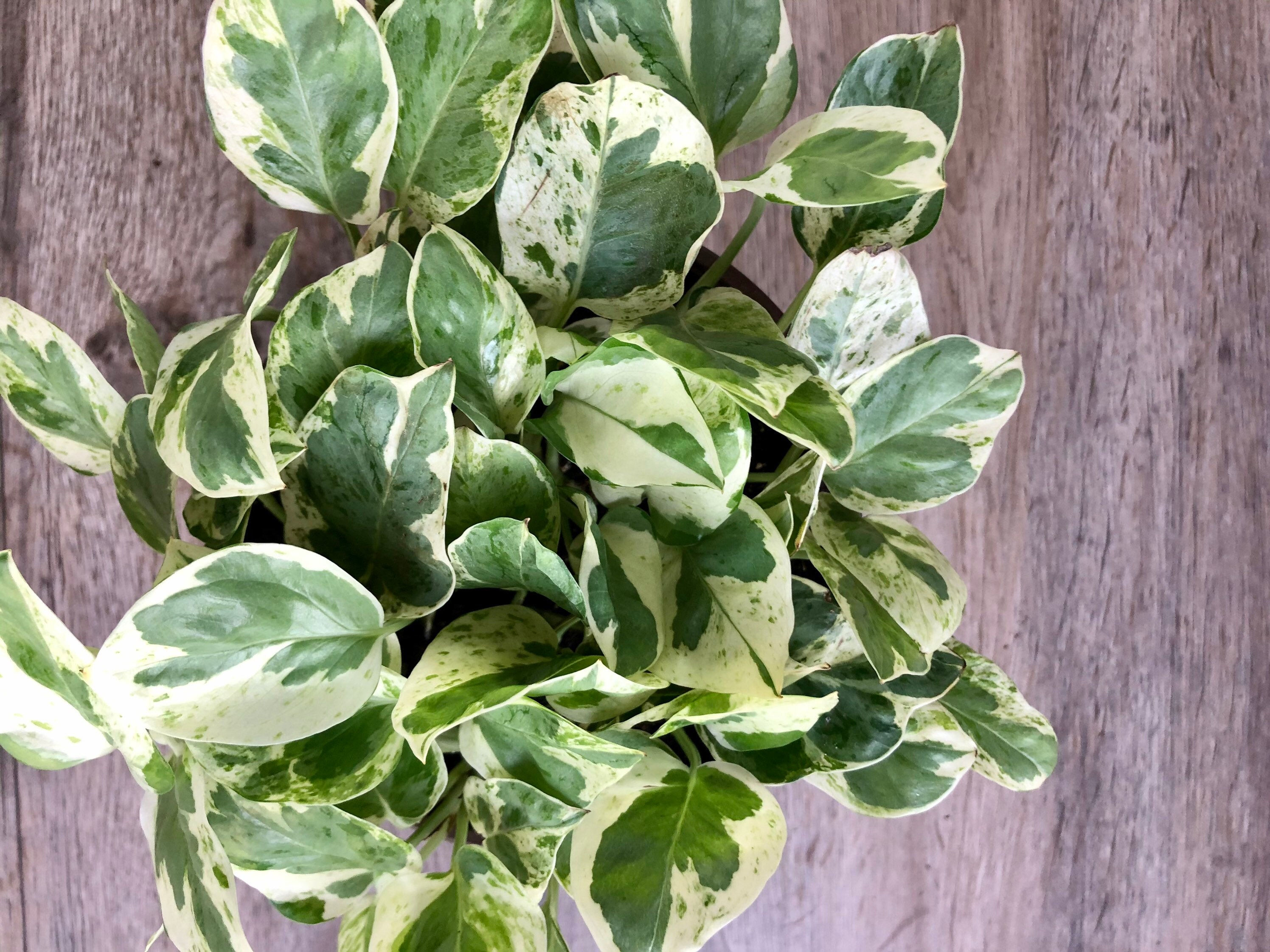 LIVE Pearls of Jade Pothos Superb Variegated Houseplant in Etsy