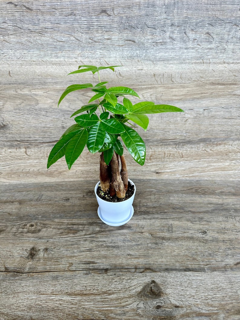 Money Tree Plant