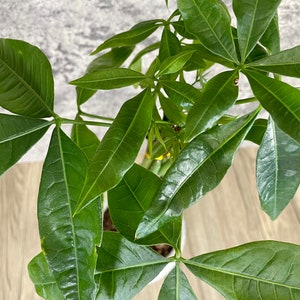 Money Tree Plant