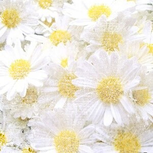 PRINTABLE White Daisies Paper   Summer Paper 11x8.5" 300 dpi  Instant Download