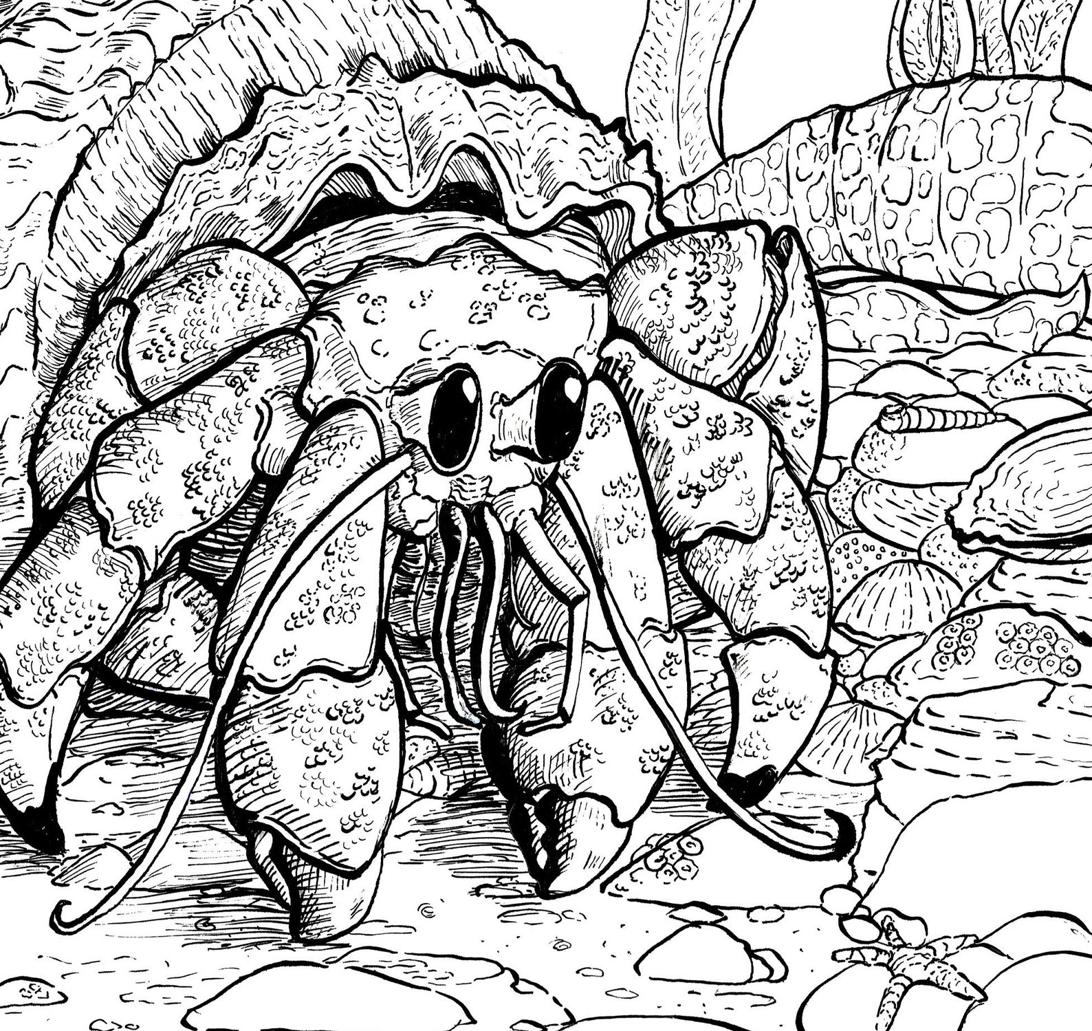 Happy Hermit Crab Adult Colouring Page Ocean Coloring Page | Etsy