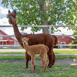 Puede incluir: Una alpaca marr&oacute;n con una valla blanca en el fondo y una alpaca marr&oacute;n m&aacute;s peque&ntilde;a de pie junto a ella.