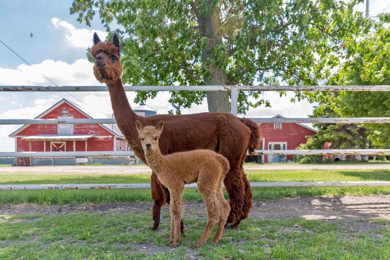 Puede incluir: Una alpaca marr&oacute;n con una valla blanca en el fondo y una alpaca marr&oacute;n m&aacute;s peque&ntilde;a de pie junto a ella.