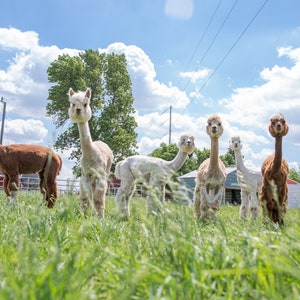 Puede incluir: Un grupo de alpacas se encuentran en un campo de hierba, mirando a la c&aacute;mara. Las alpacas son blancas, marrones y tostadas. Hay un granero rojo en el fondo.