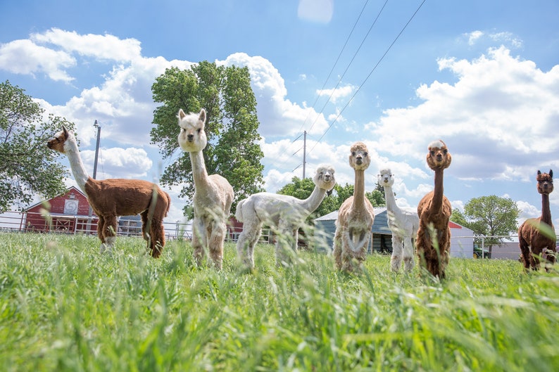 Puede incluir: Un grupo de alpacas se encuentran en un campo de hierba, mirando a la c&aacute;mara. Las alpacas son blancas, marrones y tostadas. Hay un granero rojo en el fondo.