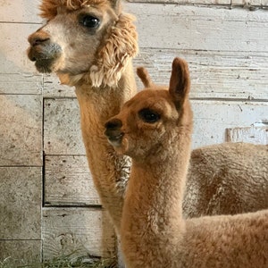 Puede incluir: Dos alpacas marrones de pie uno junto al otro en un granero. La alpaca de la izquierda es m&aacute;s grande que la alpaca de la derecha.