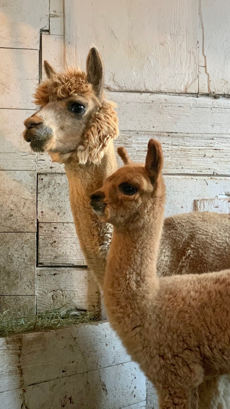 Puede incluir: Dos alpacas marrones de pie uno junto al otro en un granero. La alpaca de la izquierda es m&aacute;s grande que la alpaca de la derecha.
