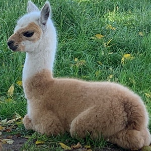 Puede incluir: Un alpaca blanco y marr&oacute;n acostado en la hierba verde. El alpaca tiene la cara y el cuello blancos con el cuerpo de color marr&oacute;n.