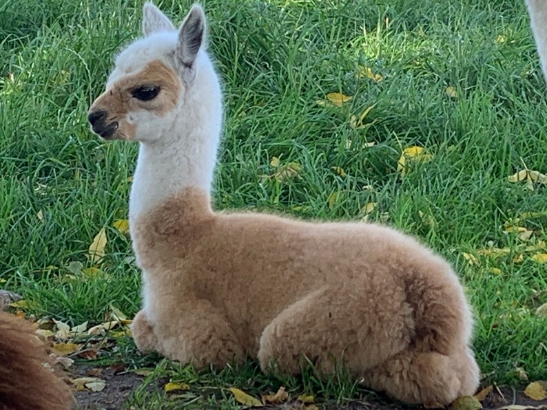 Puede incluir: Un alpaca blanco y marr&oacute;n acostado en la hierba verde. El alpaca tiene la cara y el cuello blancos con el cuerpo de color marr&oacute;n.
