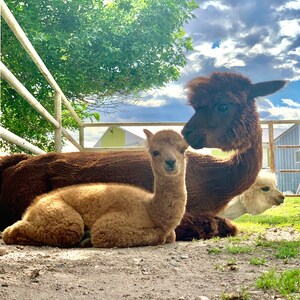 Puede incluir: Una alpaca marr&oacute;n con una cr&iacute;a marr&oacute;n claro acostada a su lado. La alpaca est&aacute; mirando a la c&aacute;mara, mientras que la cr&iacute;a est&aacute; mirando hacia un lado. Ambos est&aacute;n en un campo de hierba con una valla blanca en el fondo.