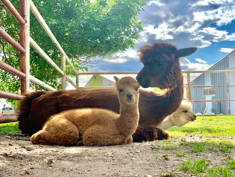 Puede incluir: Una alpaca marr&oacute;n con una cr&iacute;a marr&oacute;n claro acostada a su lado. La alpaca est&aacute; mirando a la c&aacute;mara, mientras que la cr&iacute;a est&aacute; mirando hacia un lado. Ambos est&aacute;n en un campo de hierba con una valla blanca en el fondo.